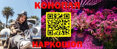 гашик Новозыбков